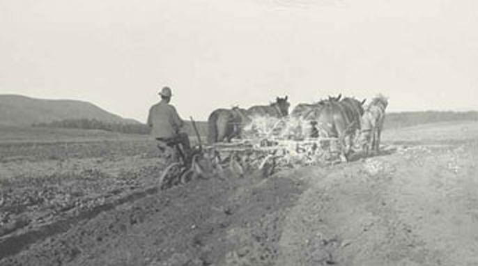 horse-team plowing